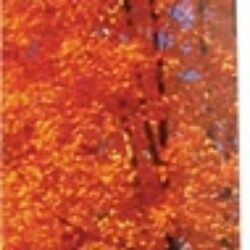 Incenso Auroshikha Mirra Verdadeiro da Natureza - 16 Varetas (Aprox. 30g)