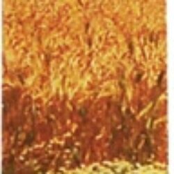 Incenso Auroshikha True To Nature™ Baunilha - 16 Varetas (Aprox. 30g) | Aroma Natural e Relaxante