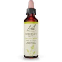 Essência Floral Bach Broto de Castanheiro - 20ml - Foco e Aprendizado