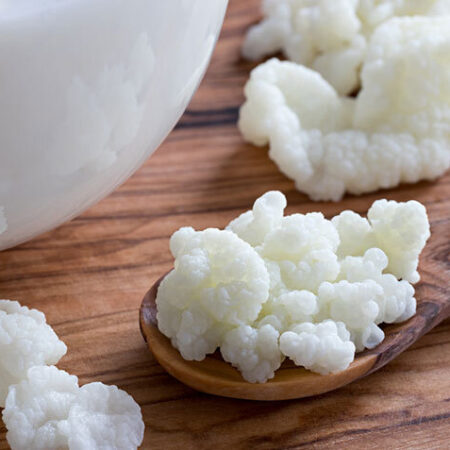 KEFIR DE LEITE – Bichinho do Iogurte, Bichinho do Leite – com frete Grátis