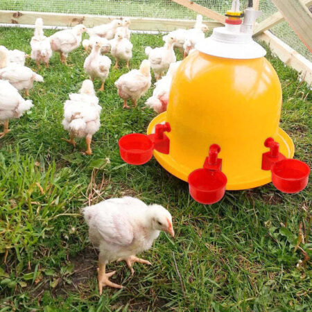 Bebedouro Automatizado para Galinheiros com Detecção de Nível - Imagem 3