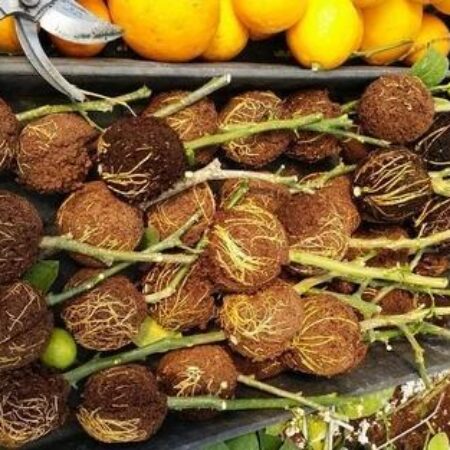 Kit Caixas de Enraizamento para Clonagem de Plantas | Alporquia - Imagem 6