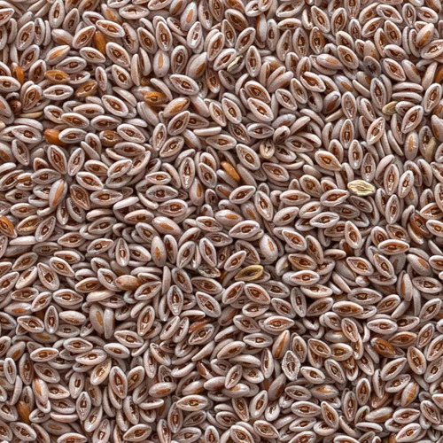Semente De Psyllium Inteira Orgânica Da Frontier Co-op 1 Lb - Imagem 2