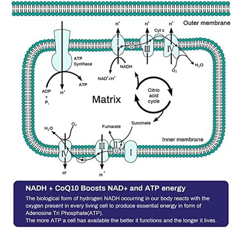 Aesticum Nadh 50mg + Coqmg + D-ribose 150mg Supplement, Boos - Imagem 3