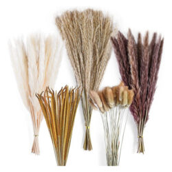 Decoração De Buquê De Capim Seco Dos Pampas Boho Home 120 Un