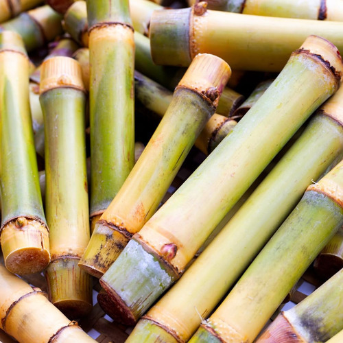 Extrato De Bambu De Ingredientes Originais Puros (1 Lb), Sem - Imagem 3