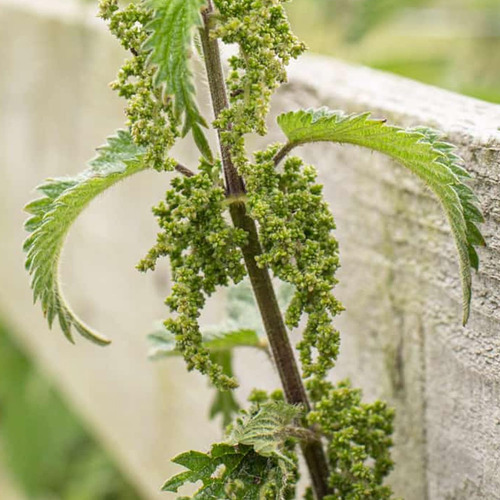 Semente De Urtiga Natural (urtica Dioica) - 250g Qualidade P - Imagem 3