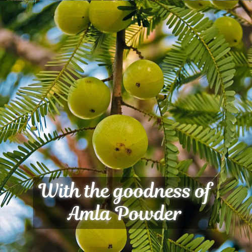 Amla Em Pó (amla Fruit Powder) Da Mi Nature | Usda Orgânico - Imagem 2