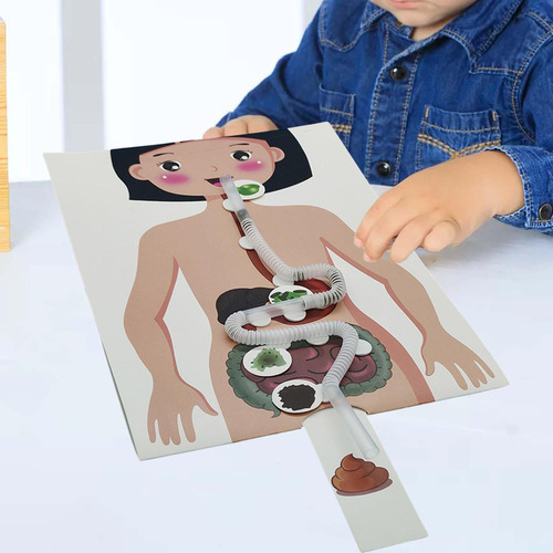 Sistema Digestivo Humano Modelo 3d Quebra-cabeça Artesanato - Imagem 4