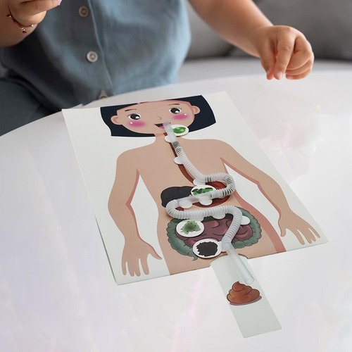 Sistema Digestivo Humano Modelo 3d Quebra-cabeça Artesanato - Imagem 6