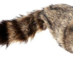 Guaxinim Closeup Adereços Mágicos De Palco Guaxinim