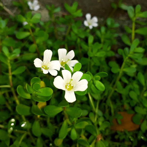 Earthborn Elements Bacopa Monnieri 200 Cápsulas, Puro E Não - Imagem 4