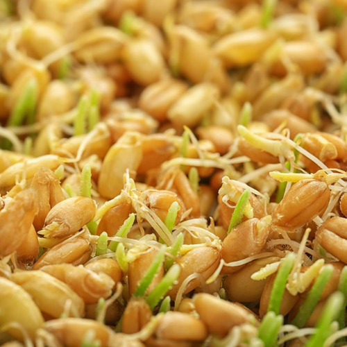 Pó De Grama De Trigo Jovvily - 1 Lb - Superalimento - Sem En - Imagem 2