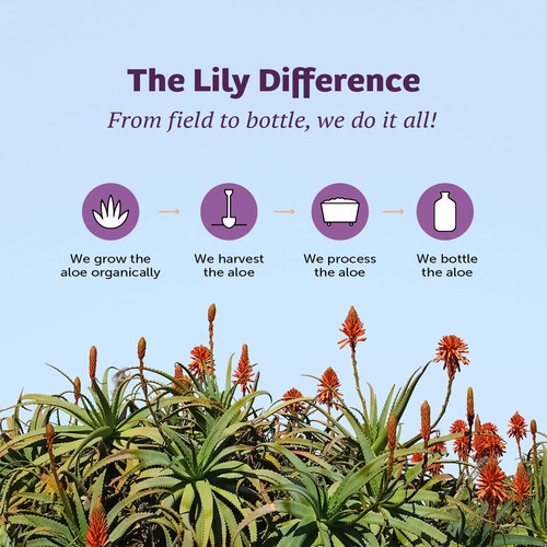 Fórmula De Desintoxicação De Ervas De Aloe Vera De Lily Of T - Imagem 7