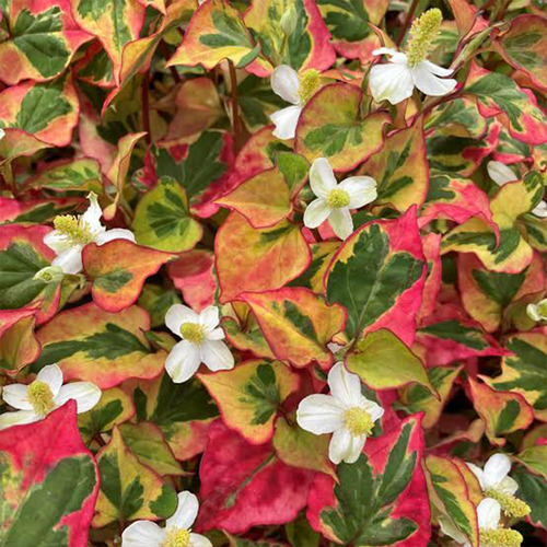 Earthborn Elements Houttuynia Cordata 200 Cápsulas, Puro E N - Imagem 5