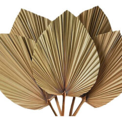 Decoração De Quarto Com Folhas De Palmeira Secas, 10 Peças -