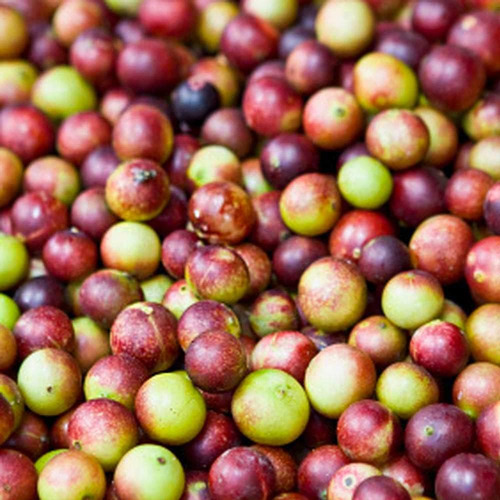 Pó De Frutas Andes Camu Camu (myrciaria Dubia) - Rico Em Vit - Imagem 6