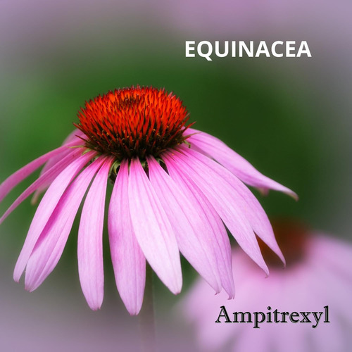 Ampitrexyl Plus, 100% Natural, Antioxidante, 30 Cápsulas, 10 - Imagem 2