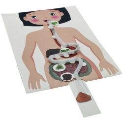 Sistema Digestivo Humano Modelo 3d Quebra-cabeça Artesanato