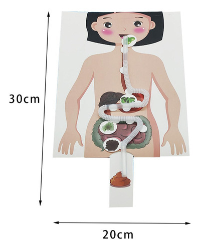 Sistema Digestivo Humano Modelo 3d Quebra-cabeça Artesanato - Imagem 2