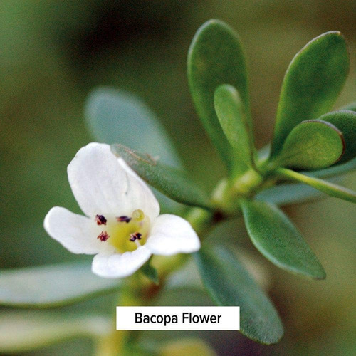Extrato Líquido De Foco Orgânico De Banyan Botanicals, Fórmu - Imagem 5