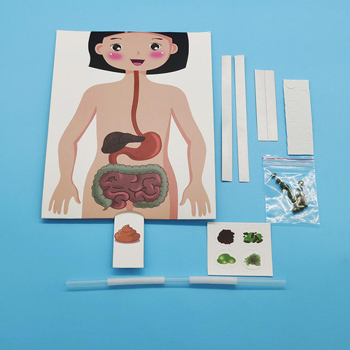 Sistema Digestivo Humano Modelo 3d Quebra-cabeça Artesanato - Imagem 9