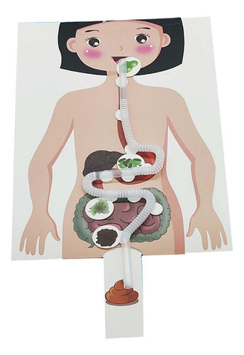 Sistema Digestivo Humano Modelo 3d Quebra-cabeça Artesanato - Imagem 10