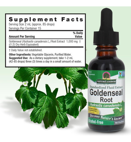 A Natureza Responde À Raiz De Goldenseal | Suplemento De Erv - Imagem 3