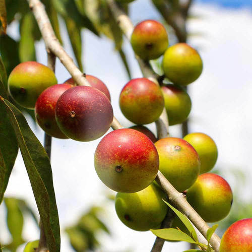 Pó De Frutas Andes Camu Camu (myrciaria Dubia) - Rico Em Vit - Imagem 5