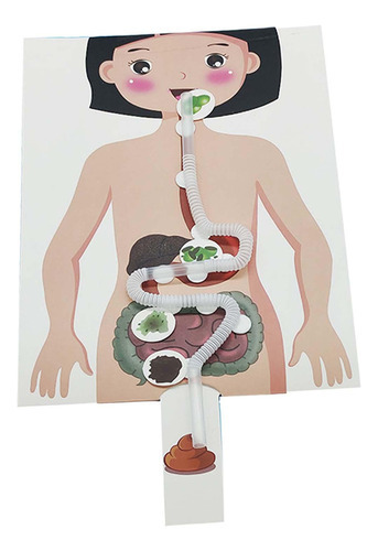 Sistema Digestivo Humano Modelo 3d Quebra-cabeça Artesanato - Imagem 5