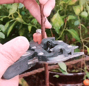 Tesoura de Poda e Enxerto para Jardim