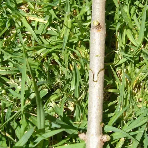 Tesoura de Poda e Enxerto para Jardim