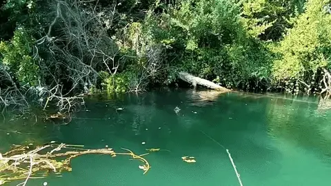 Kit Iscas Artificiais Giratória para Pesca - Compre 4 Leve 6