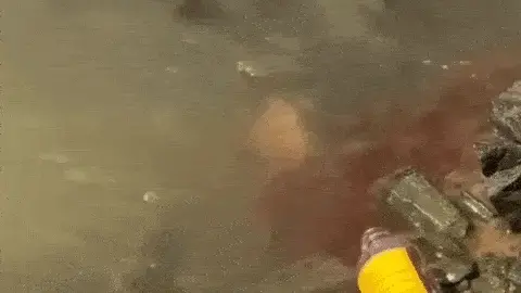 Aromatizador para atrair Peixes