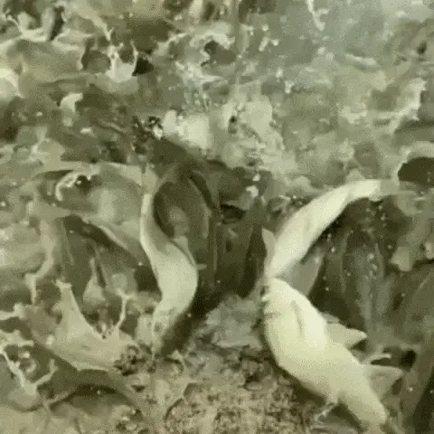 Aromatizador para atrair Peixes