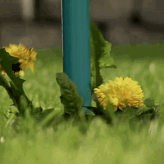 Removedor Extrator de Erva Daninha - Jardim Lindo e Limpo em Segundos